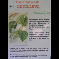 Tilia platyphullos - Tilleul